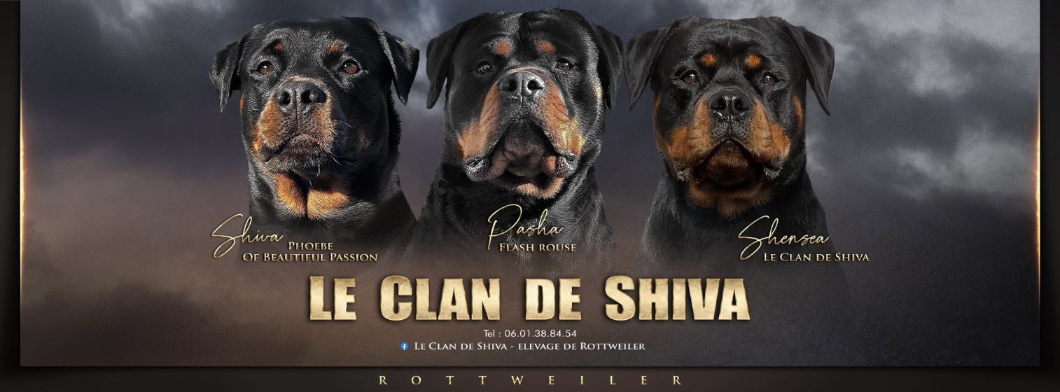 Trois portraits Rottweiler du Clan de Shiva : Shiva, Pasha et Shensea