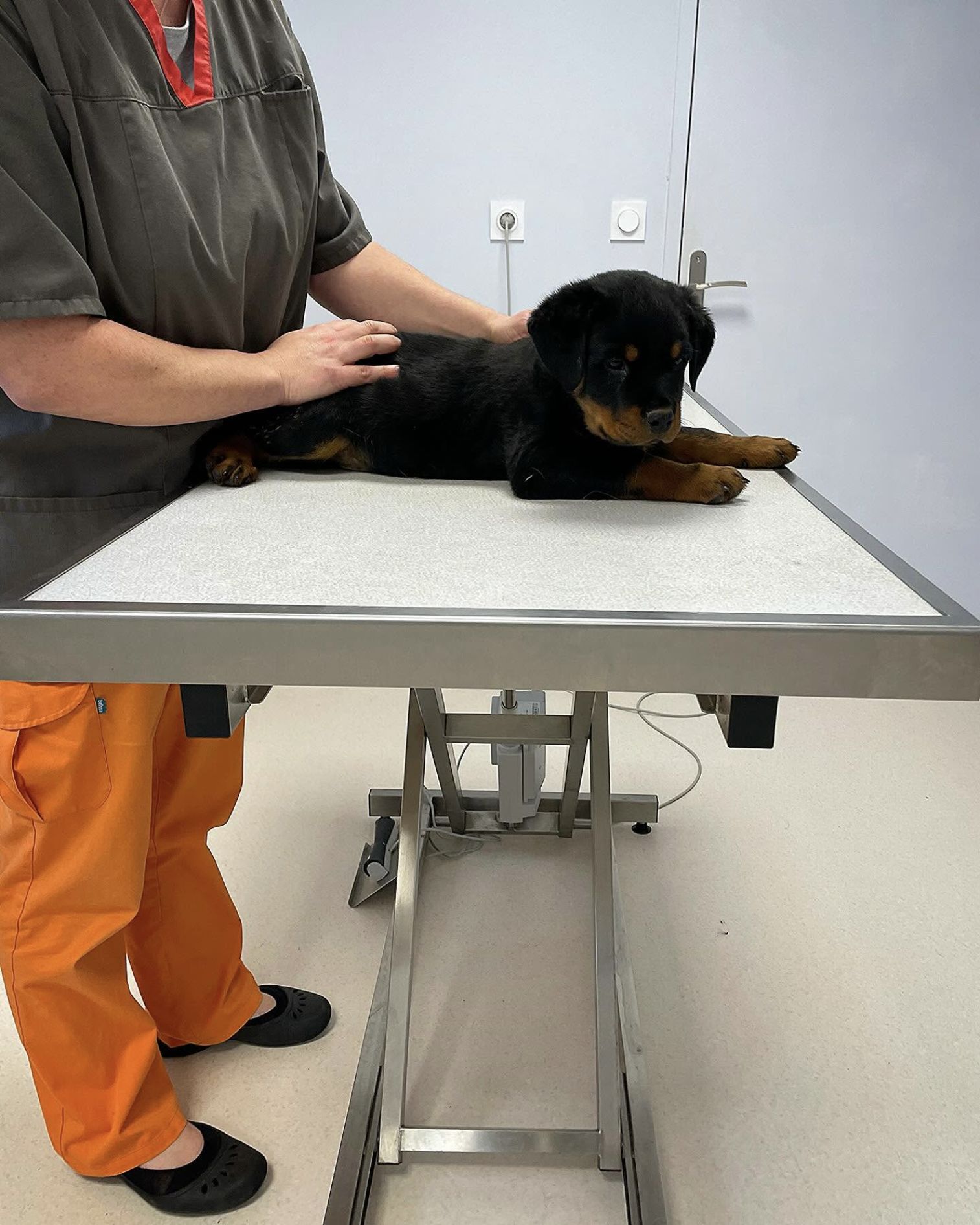 Chiot Rottweiler examiné chez le vétérinaire