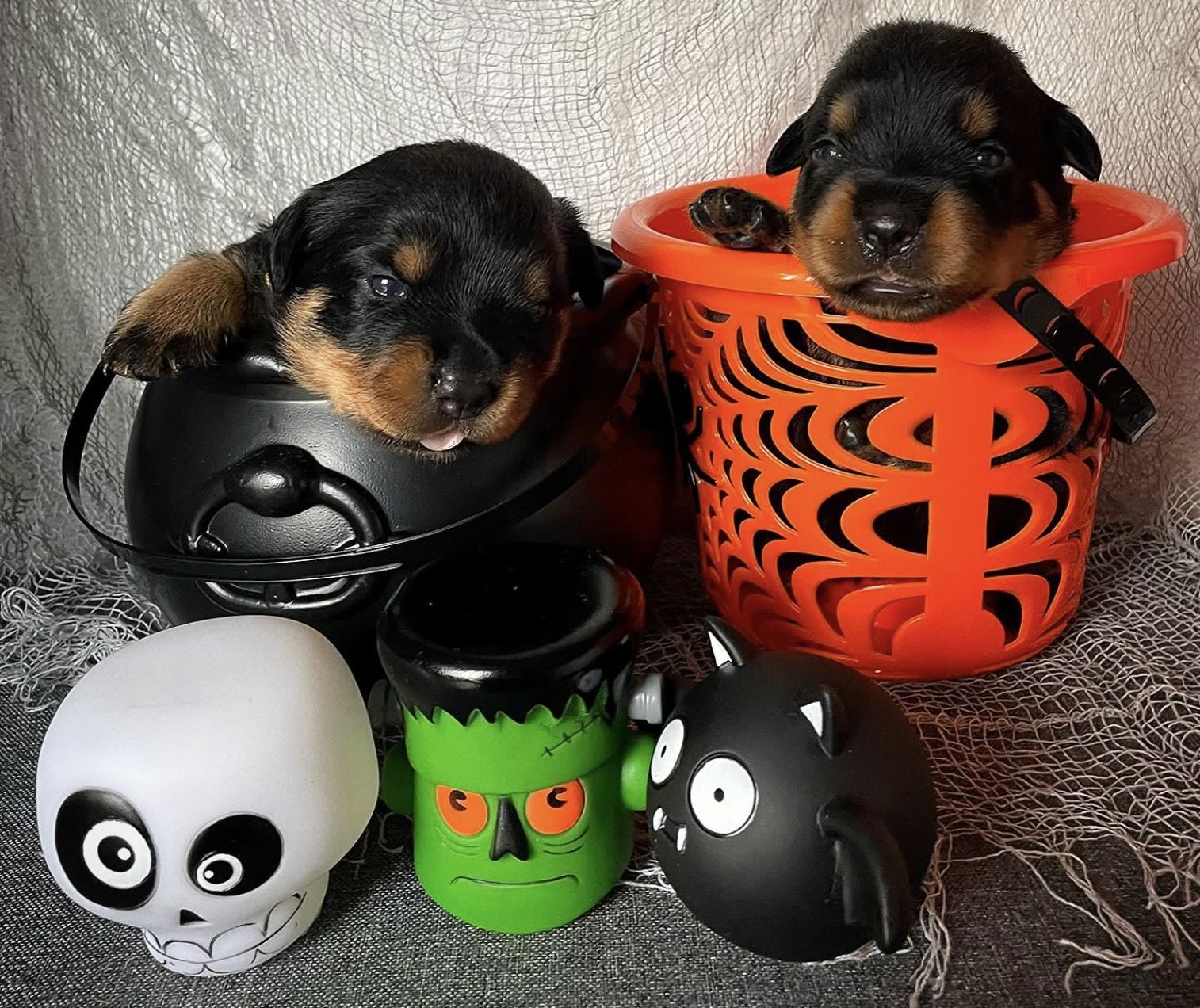 Deux chiots Rottweiler dans un panier d’Halloween