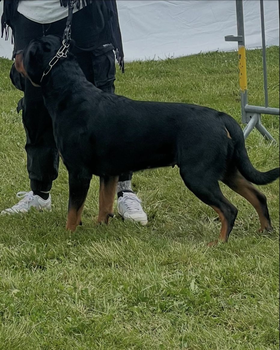 Rottweiler adulte présenté à un concours canin en extérieur