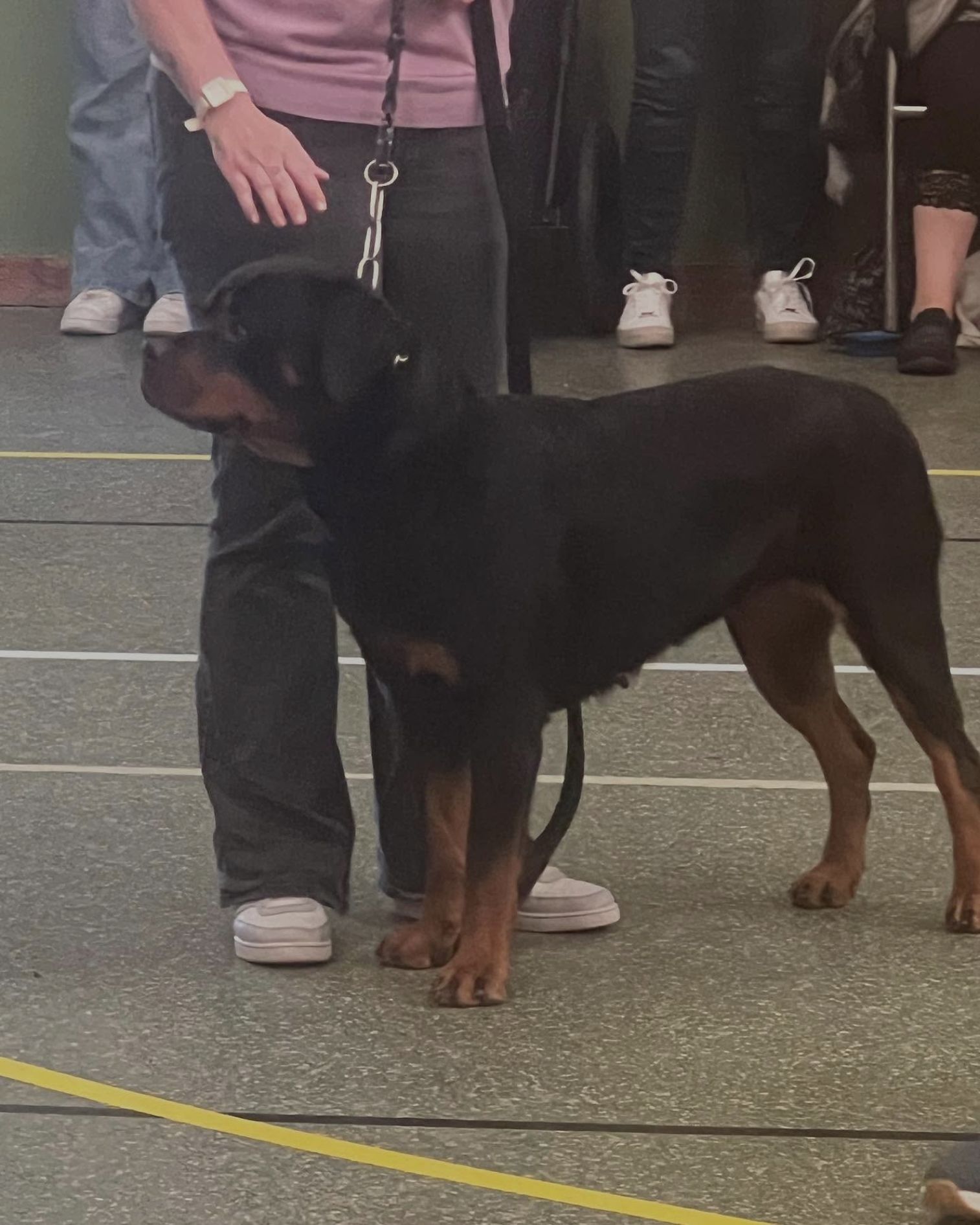 Rottweiler adulte en position de stack sur un ring d’exposition