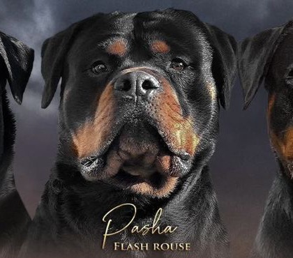 Portrait de Pasha Flash Rouse, Rottweiler du Clan de Shiva