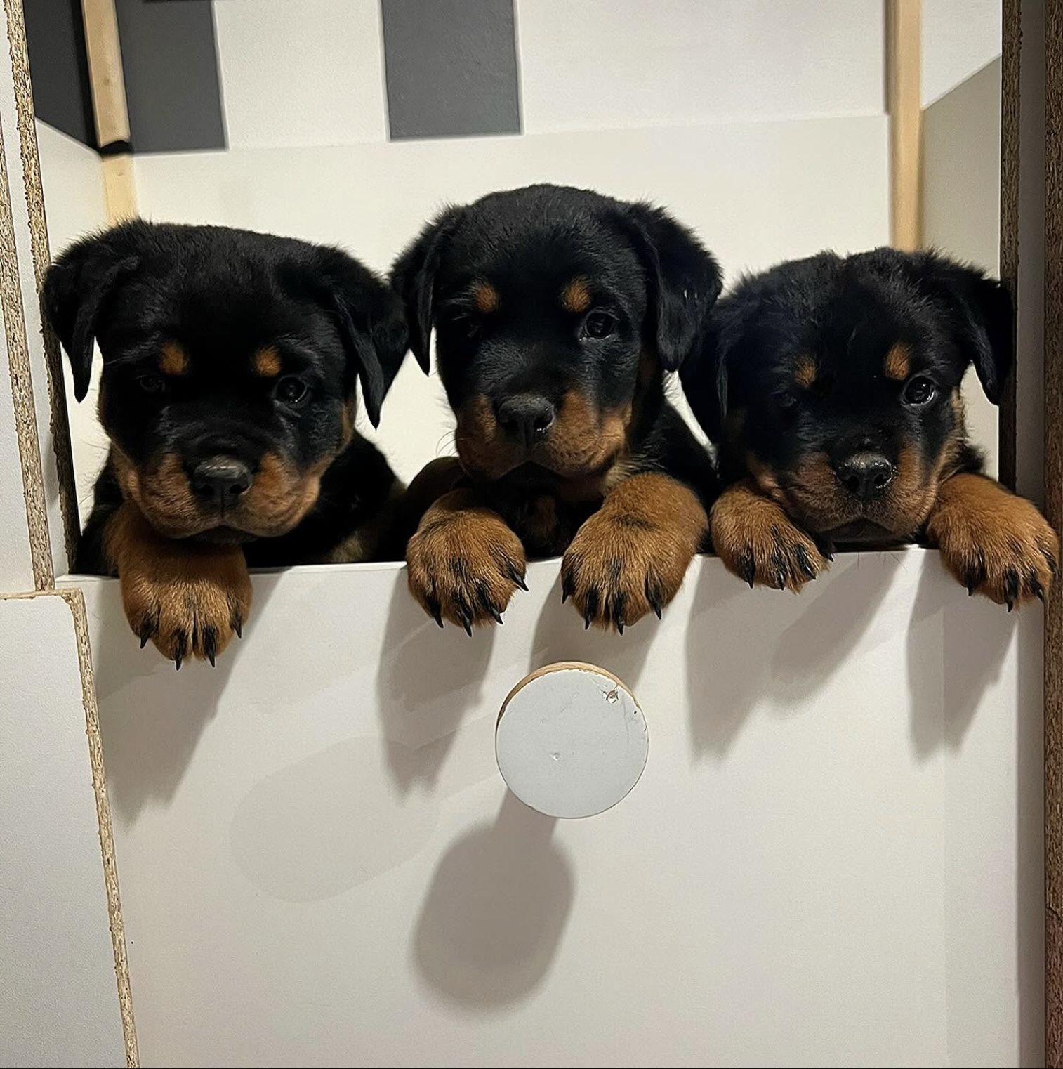 Trois chiots Rottweiler du Clan de Shiva regardant l’objectif