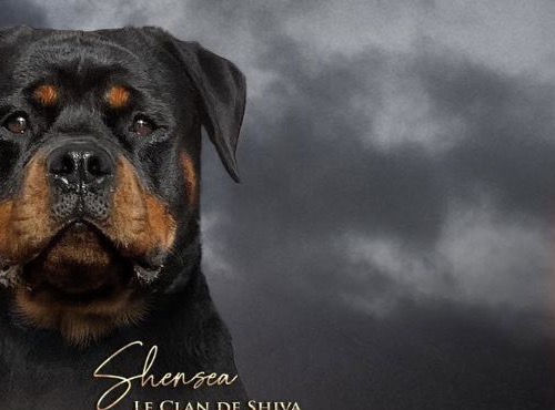 Portrait de Shensea, Rottweiler née au Clan de Shiva