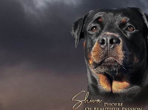 Portrait de Shiva, Rottweiler LOF fondatrice du Clan de Shiva