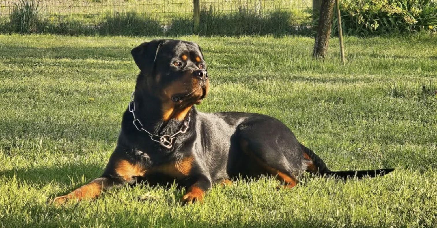 Volt du Clan de Shiva, Rottweiler adulte couché dans l'herbe